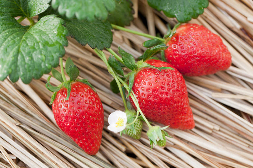 无人,横图,俯视,室外,特写,白天,美景,草莓,浆果,水果,叶子,新鲜,盛开,景观,生食,食品,果实,绿叶,花蕾,三颗,花,花瓣,花朵,鲜花,食物,红色,自然,花苞,花蕊,嫩叶,景色,有机食品,绿色食品,自然风光,勇气,草莓花,甜蜜,叶,叶片,洋莓,水果皇后,红莓,地莓,彩图,高角度拍摄,恋情