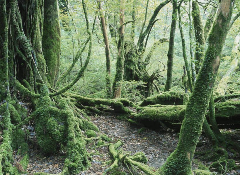 无人,横图,室外,白天,正面,美景,森林,树林,植物,鹿儿岛,日本,亚洲,景观,青苔,苔藓,树,树木,绿色,自然,景色,生长,成长,自然风光,东亚,日本国,九州本岛,九州,九州岛,九州地方,鹿儿岛县,屋久岛,彩图