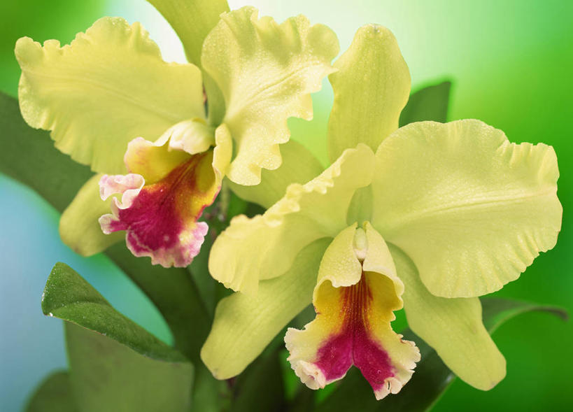 无人,横图,室外,特写,白天,正面,阴影,朦胧,模糊,盛开,光线,影子,花蕾,花,花瓣,花朵,鲜花,两朵,黄色,阳光,花苞,花蕊,高雅,淡泊,花中君子,热带兰,洋兰,兰花,彩图