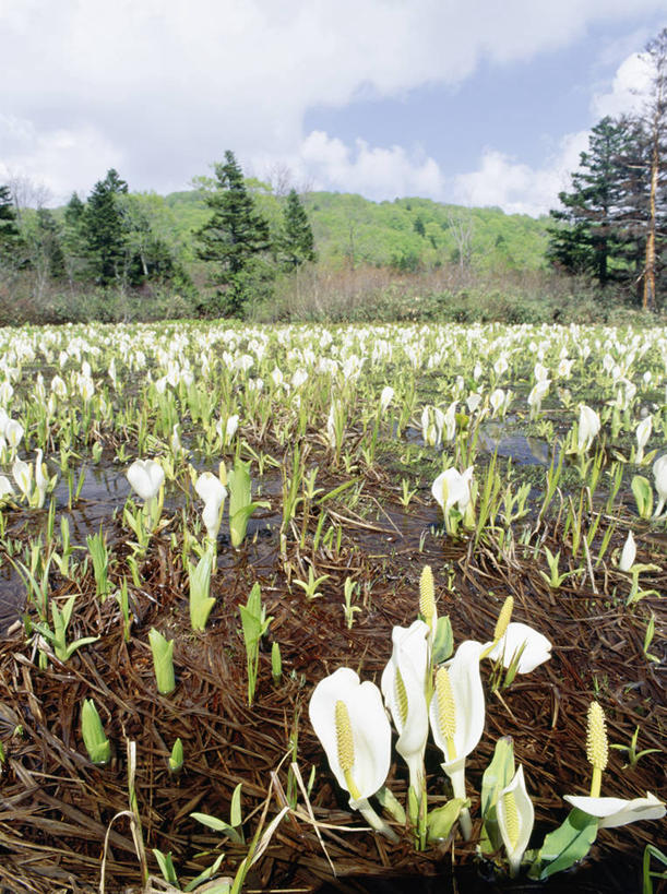 无人,竖图,室外,白天,正面,旅游,度假,草地,草坪,美景,山,山脉,植物,蔬菜,秋田县,日本,亚洲,许多,阴影,新鲜,光线,影子,景观,山峰,云,云朵,大白菜,食品,山峦,很多,云彩,娱乐,白菜,草,树,树木,食物,蓝色,绿色,白云,蓝天,天空,阳光,自然,群山,天,享受,休闲,景色,放松,有机食品,绿色食品,生长,晴朗,成长,沼泽,自然风光,东亚,结球白菜,本州,本州岛,日本国,秋田,东北地方,八幡平,胶菜,晴空,彩图,鹿角郡,黄芽白