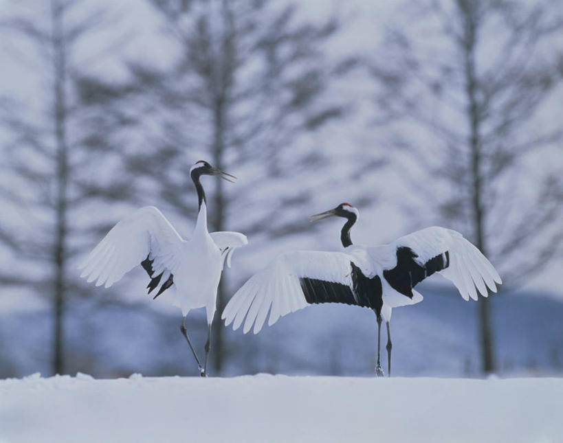 无人,站,横图,室外,白天,正面,旅游,度假,美景,雪,大雪,丹顶鹤,北海道,日本,亚洲,阴影,朦胧,模糊,反射,鹤,影子,积雪,景观,雪景,冬季,冬天,枝条,娱乐,树枝,自然,站着,两只,享受,休闲,景色,放松,寒冷,吉祥,高雅,自然风光,东亚,日本国,北海道地方,北海道岛,长寿,严寒,鴜鷜,忠贞,钏路支厅,虬枝,枝杈,仙鹤,站立,彩图,全身,振兴局,阿寒郡,钏路综合振兴局,道东,鹤居村