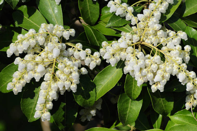 无人,横图,俯视,室外,特写,白天,美景,植物,杜鹃花,叶子,许多,阴影,朦胧,模糊,盛开,光线,纹理,影子,景观,杜鹃,绿叶,很多,花蕾,花,花瓣,花朵,鲜花,绿色,白色,阳光,自然,花苞,花蕊,嫩叶,景色,喜悦,有毒,克制,自然风光,肌理,红杜鹃,满山红,清明花,清时,山踯躅,红踯躅,节制,欣喜,马醉木,山石榴,映山红,叶,叶片,叶脉,彩图,高角度拍摄
