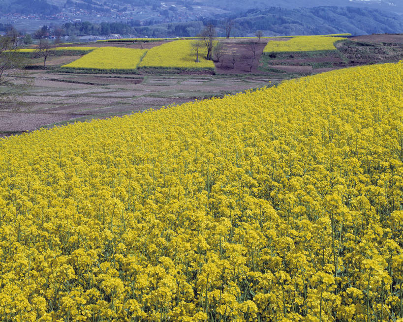 无人,农田,横图,室外,白天,正面,旅游,度假,庄稼,农作物,花海,花圃,美景,植物,叶子,长野县,日本,亚洲,阴影,盛开,光线,影子,景观,花蕾,娱乐,花,花瓣,花朵,花卉,鲜花,黄色,绿色,阳光,自然,花丛,花束,花田,花苞,花蕊,油菜花,享受,休闲,景色,放松,自然风光,东亚,本州,本州岛,日本国,中部地方,长野,彩图,耕地,庄稼田,油菜花田,饭山市,芸苔,芸薹