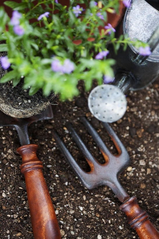 无人,竖图,俯视,室外,特写,白天,植物,阴影,朦胧,模糊,光线,叉子,壶,盆栽,影子,泥土,土壤,盆景,洒水壶,水壶,一个,绿色,阳光,自然,生长,单个,成长,农具,浇水壶,耕具,彩图,高角度拍摄,干草叉