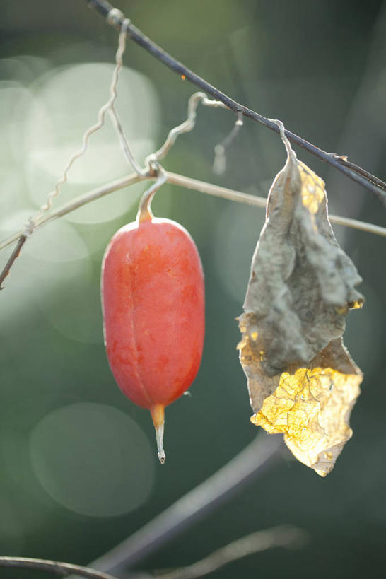 无人,竖图,室外,特写,白天,正面,美景,植物,水果,叶子,阴影,朦胧,模糊,新鲜,光线,影子,景观,生食,食品,果实,绿叶,草药,药草,枝条,中药,树枝,食物,一个,红色,阳光,自然,嫩叶,景色,有机食品,绿色食品,单个,自然风光,药材,中草药,中药材,本草,虬枝,枝杈,叶,叶片,彩图,栝楼,地楼,果裸,瓜蒌,瓜叶栝楼