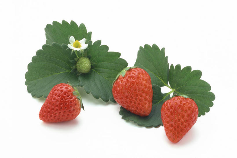 无人,横图,俯视,室内,特写,白天,白色背景,草莓,浆果,水果,叶子,阴影,新鲜,盛开,反射,影子,生食,食品,果实,绿叶,花蕾,花,花瓣,花朵,鲜花,食物,三个,红色,绿色,花苞,花蕊,嫩叶,摄影,有机食品,绿色食品,影棚,勇气,草莓花,甜蜜,叶,叶片,洋莓,水果皇后,红莓,地莓,彩图,高角度拍摄,影棚拍摄,拍摄,恋情