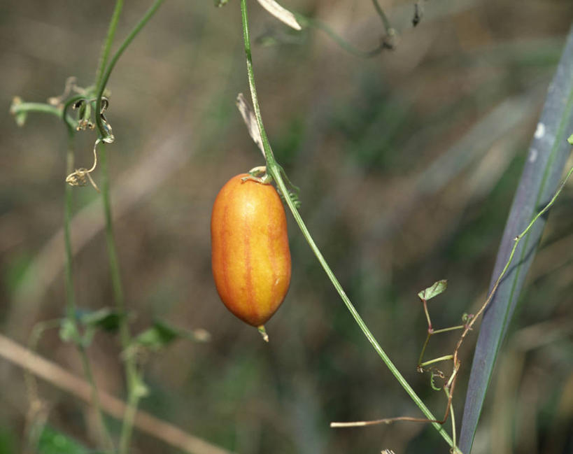 无人,横图,室外,特写,白天,正面,美景,植物,水果,叶子,阴影,朦胧,模糊,新鲜,光线,影子,景观,生食,食品,果实,绿叶,草药,药草,枝条,中药,树枝,食物,一个,红色,阳光,自然,嫩叶,景色,有机食品,绿色食品,单个,自然风光,药材,中草药,中药材,本草,虬枝,枝杈,叶,叶片,彩图,栝楼,地楼,果裸,瓜蒌,瓜叶栝楼