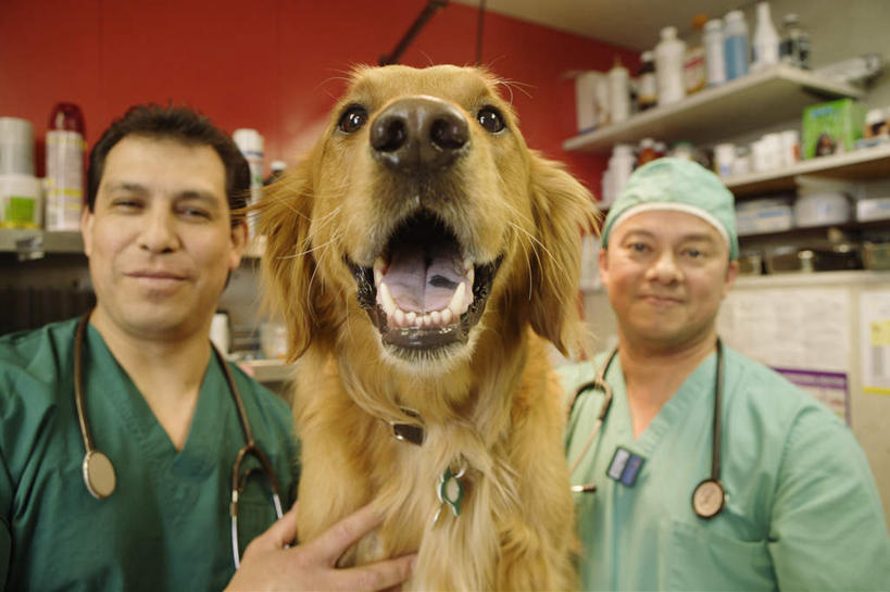 东方人,西方人,两个人,伙伴,朋友,医生,兽医,医院,站,笑,摸,微笑,横图,室内,白天,正面,工作服,制服,友谊,合作,团队,柜子,宠物,狗,帽子,欧洲,欧洲人,亚洲,抚摸,墙,储物柜,注视,黄种人,金毛犬,墙壁,墙面,一只,红色,绿色,动物,听诊器,观察,看,站着,医护人员,医疗人员,可爱,战略,金毛,观看,察看,医疗设备,金毛猎犬,储存,关注,寻回犬,医疗器械,防护服,医疗工具,隔离服,无菌服,金毛寻回犬,忠诚,医疗机构,医生帽,联合,合谋,工作制服,金毛狗,金毛寻回狗,寻回狗,储备,蕴藏,贮备,检测工具,配合,协作,男人,男性,中年男性,白种人,亚洲人,大夫,兽医师,犬,触摸,接触,站立,半身,彩图,工作套服,病院,诊所,防静电工装,隔工作服,洁净工装,洁净工作服,净化服,无尘工作服,无尘衣,贮存