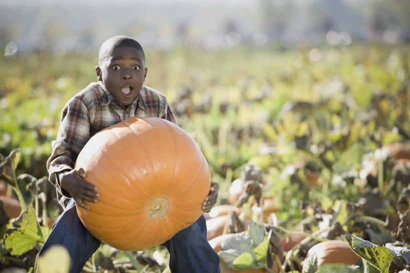 西方人,儿童,一个人,农田,站,横图,室外,白天,正面,纯洁,庄稼,农作物,美景,南瓜,蔬菜,叶子,欧洲,非洲,黑人,欧洲人,仅一个男性,仅一个人,握,阴影,服装,裤子,惊讶,丰富,丰收,朦胧,模糊,新鲜,光线,影子,景观,金瓜,食品,绿叶,丰盛,注视,牛仔裤,休闲装,番瓜,食物,小孩,衣服,阳光,自然,观察,看,站着,张嘴,仅一个小孩,休闲,休闲服,嫩叶,景色,可爱,童年,童趣,握着,服饰,有机食品,绿色食品,观看,惊奇,麦瓜,倭瓜,察看,关注,自然风光,张大嘴巴,童真,烂漫,无邪,丰登,丰硕,天真,男孩,男人,男性,非洲人,孩子,叶,叶片,张开嘴,站立,半身,彩图,耕地,庄稼田,男生