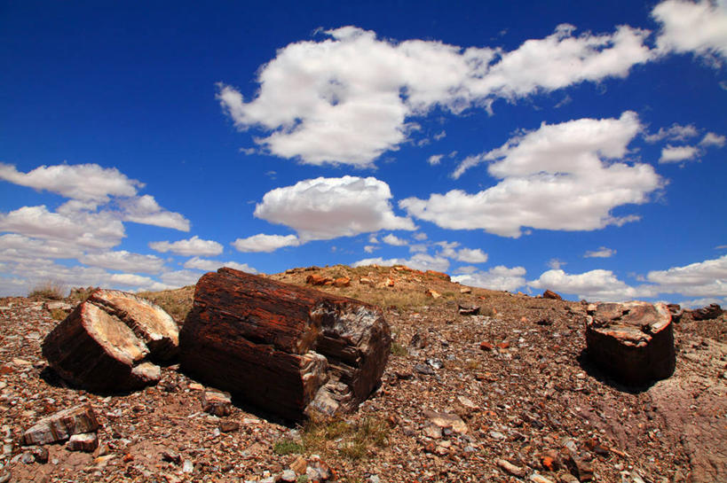 冲浪,无人,公园,室外,白天,正面,旅游,度假,美景,沙漠,阿根廷,阴影,光线,影子,景观,云,云朵,树桩,云彩,娱乐,树,树干,蓝色,白云,蓝天,天空,阳光,自然,天,享受,休闲,木桩,景色,南美,放松,晴朗,南美洲,国家公园,拉丁美洲,自然风光,美洲,亚美利加洲,南亚美利加洲,阿根廷共和国,圣克鲁斯省,石化森林国家公园,大漠,砂漠,晴空,彩图