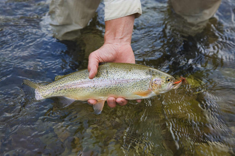海鲜,东方人,手,一个人,站,横图,俯视,室外,特写,白天,河流,石头,水,亚洲,仅一个女性,仅一个人,一条,握,服装,鱼,石子,河水,水流,拿,拿着,休闲装,黄种人,水产,鱼类,海洋生物,衣服,小溪,溪水,站着,仅一个中年女性,休闲,手部,休闲服,握着,服饰,单手,水生动物,海产品,水生物,海底动物,沉积岩,水成岩,女人,女性,中年女性,亚洲人,石块,岩石,站立,半身,彩图,高角度拍摄