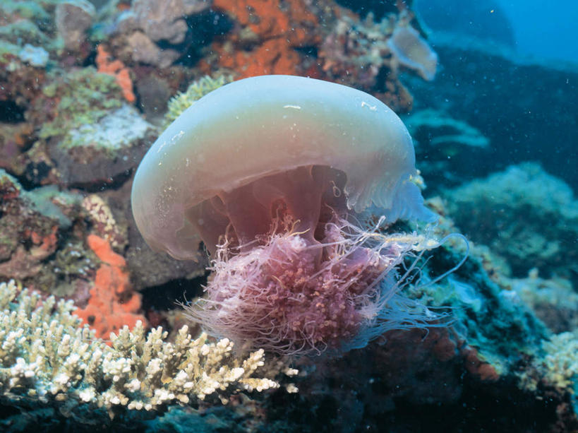 无人,横图,室外,白天,正面,海底,水下,海浪,海洋,美景,朦胧,模糊,景观,浪花,水底,美丽,海洋生物,无脊椎动物,一只,自然,海水,景色,海底世界,自然风光,水生动物,浮游动物,水生物,凶猛,海景,海底动物,大海,风浪,海,海床,海水的波动,近岸浪,涌浪,水母,彩图,全身