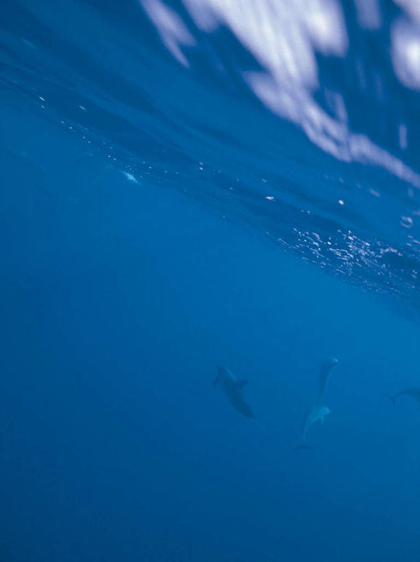 游泳,无人,竖图,室外,白天,仰视,海底,水下,海浪,海洋,美景,哺乳动物,海豚,景观,浪花,水底,自然,海水,动物,景色,可爱,海底世界,四头,活泼,自然风光,海景,泅水,拍浮,大海,风浪,海,海床,海水的波动,近岸浪,涌浪,彩图,低角度拍摄,全身