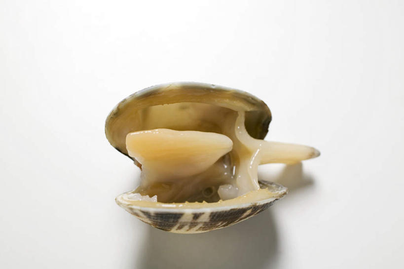 海鲜,无人,横图,俯视,室内,特写,白天,阴影,反射,影子,牡蛎,水产,海洋生物,一个,单个,生蚝,水生动物,海产品,水生物,海底动物,彩图,高角度拍摄