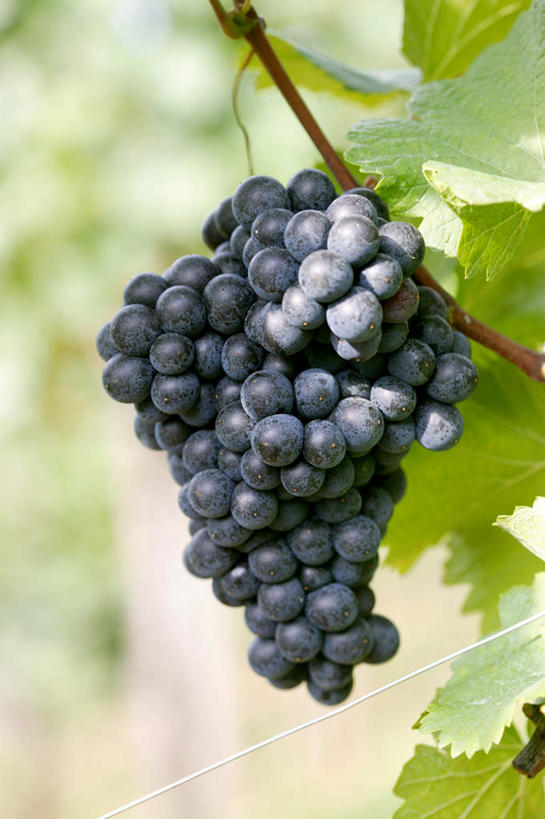 无人,果园,竖图,室外,特写,白天,正面,田园,植物,葡萄,水果,叶子,朦胧,模糊,新鲜,生食,食品,果实,果树,绿叶,枝干,葡萄园,树,树木,树叶,食物,绿色,自然,庄园,有机食品,绿色食品,生长,成长,田庄,园子,叶片,山葫芦,蒲桃,草龙珠,彩图