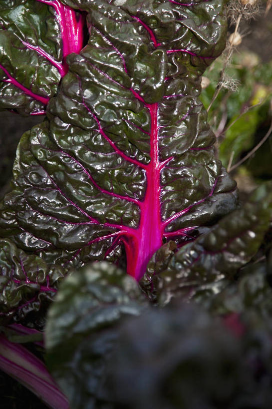 无人,竖图,俯视,室外,特写,白天,植物,蔬菜,叶子,新鲜,纹理,食品,绿叶,甜菜,食物,红色,绿色,嫩叶,有机食品,绿色食品,肌理,菾菜,叶,叶片,叶脉,彩图,高角度拍摄