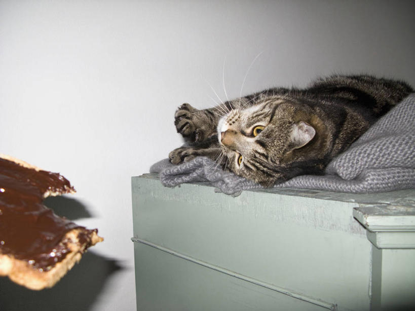 点心,面包,无人,躺,横图,室内,白天,正面,宠物,猫,食品,面点,甜品,注视,吐司,食物,糕点,一只,动物,甜食,巧克力,巧克力酱,观察,看,可爱,观看,法式面包,朱古力,察看,关注,猫咪,吐司面包,卧着,躺着,卧,半身,彩图,多士,听型面包