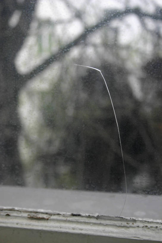 无人,竖图,室内,特写,白天,正面,植物,窗户,阴影,朦胧,模糊,破碎,反射,影子,破坏,破损,玻璃窗,树,树木,绿色,自然,生长,成长,损坏,碎裂,破裂,丢弃,分裂,抛弃,遗弃,摈弃,扔掉,扔弃,甩掉,扬弃,彩图,决裂