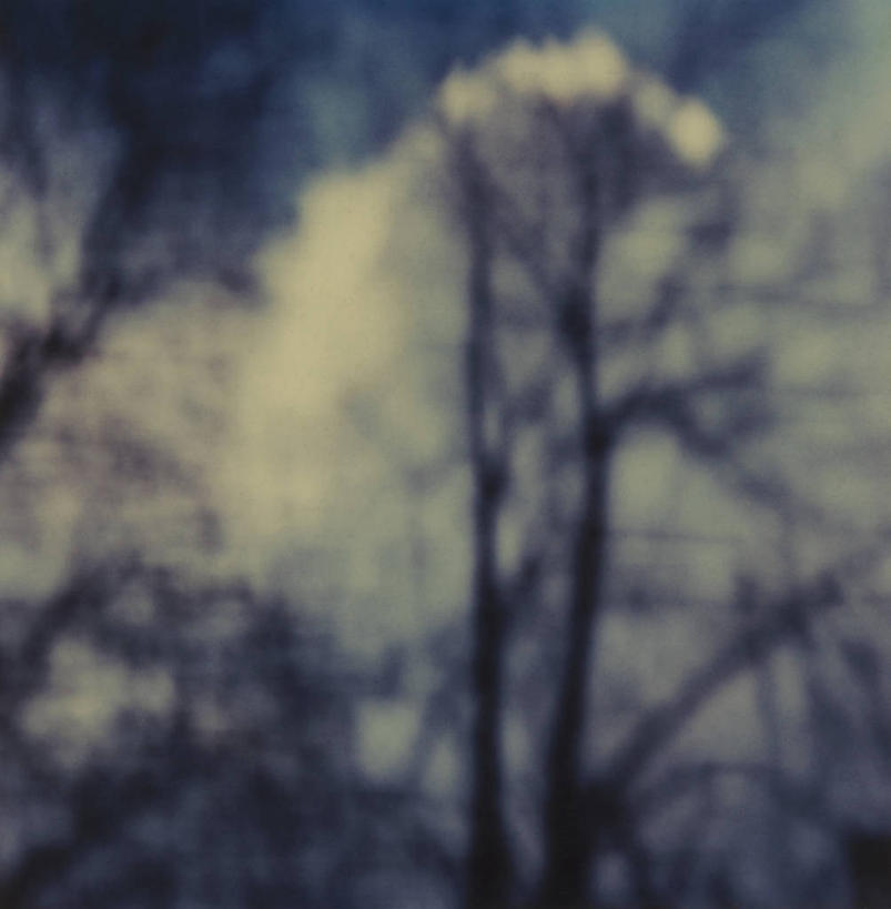 无人,竖图,室外,白天,仰视,美景,森林,树林,植物,雾,朦胧,模糊,景观,云,云朵,树桩,云彩,树,树干,树木,绿色,白云,自然,木桩,景色,生长,成长,迷雾,自然风光,大雾,彩图,低角度拍摄