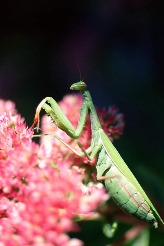 无人,竖图,室外,特写,白天,侧面,旅游,度假,美景,阴影,朦胧,模糊,盛开,光线,昆虫,螳螂,影子,景观,花蕾,注视,停留,娱乐,花,花瓣,花朵,鲜花,一只,粉色,自然,动物,花苞,花蕊,观察,看,享受,休闲,景色,放松,观看,停止,察看,关注,自然风光,刀螂,益虫,大刀螂,逗留,停顿,彩图,全身