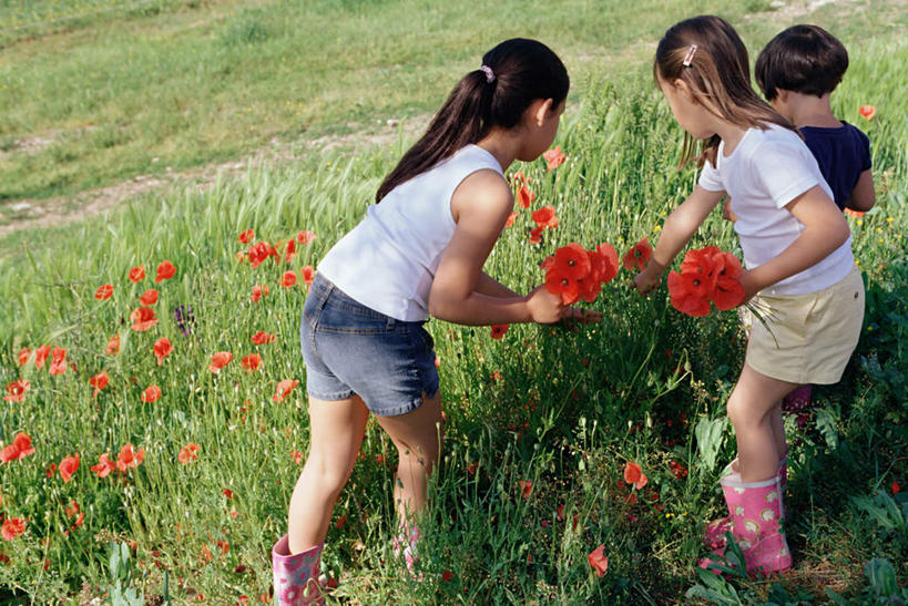 西方人,儿童,三个人,伙伴,朋友,站,横图,室外,白天,友谊,纯洁,草地,草坪,花海,花圃,植物,罂粟,鞋子,叶子,欧洲,欧洲人,弯腰,握,阴影,服装,盛开,光线,影子,雨鞋,雨靴,草药,拿,花蕾,拿着,休闲装,靴子,中药,草,花,花瓣,花朵,花卉,鲜花,小孩,背面,衣服,绿色,阳光,花丛,花束,花田,花苞,花蕊,站着,休闲,休闲服,可爱,童年,童趣,握着,服饰,毒品,胶鞋,药材,中草药,童真,烂漫,无邪,中药材,本草,止痛,镇静,安眠,弯身,天真,友情,女孩,女人,女性,白种人,罂粟花,站立,半身,彩图,女生