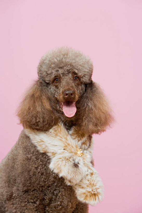 无人,站,竖图,室内,特写,白天,正面,宠物,狗,粉色背景,注视,贵宾犬,一只,动物,观察,看,站着,张嘴,可爱,摄影,影棚,观看,察看,关注,贵妇犬,张大嘴巴,忠诚,玩具贵宾犬,舌头,张开嘴,犬,站立,半身,彩图,影棚拍摄,拍摄