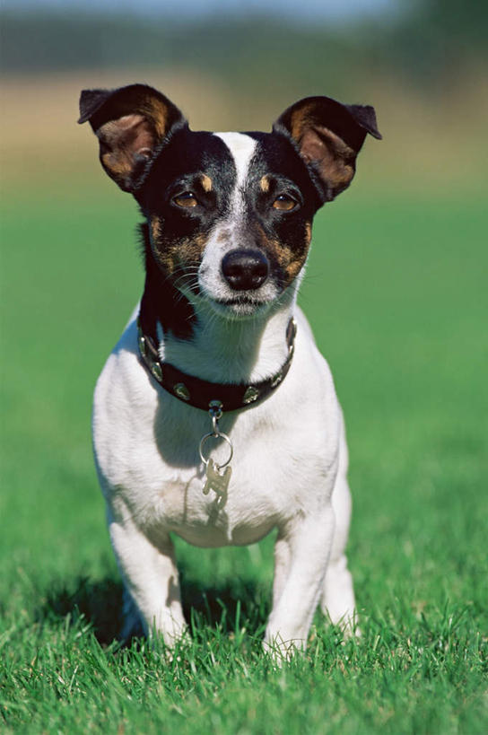 无人,站,竖图,室外,特写,白天,正面,草地,草坪,植物,宠物,狗,阴影,朦胧,模糊,反射,影子,杰克罗素梗,注视,草,一只,绿色,白色,黑色,动物,观察,看,站着,可爱,观看,察看,关注,忠诚,帕尔森罗塞尔梗,杰克拉西尔梗,犬,站立,彩图,全身