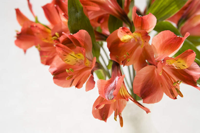 无人,横图,室内,特写,白天,白色背景,正面,六出花,叶子,许多,盛开,绿叶,花蕾,花,花瓣,花朵,鲜花,红色,花苞,花蕊,嫩叶,摄影,影棚,水仙百合,秘鲁百合,叶,叶片,彩图,影棚拍摄,拍摄