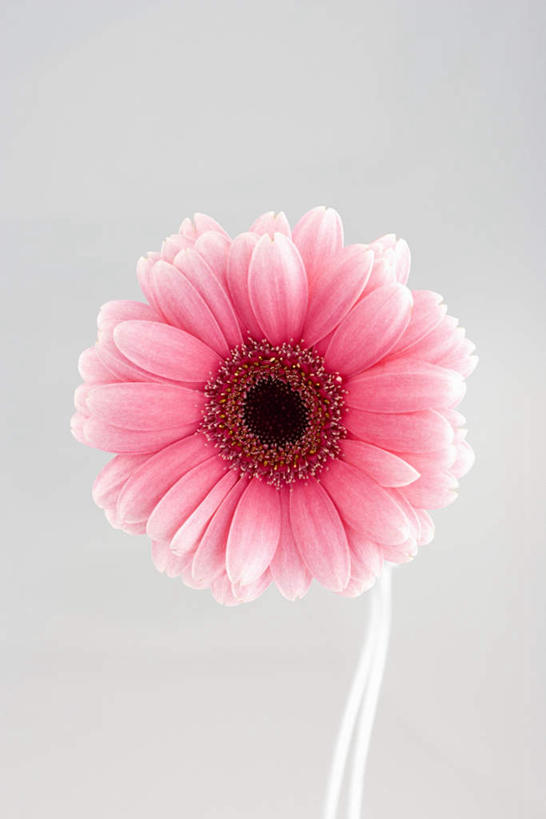 无人,竖图,室内,白天,白色背景,正面,盛开,线条,非洲菊,花蕾,花,花瓣,花朵,鲜花,一朵,粉色,花苞,花蕊,菊花,摄影,影棚,扶郎花,灯盏花,千日菊,彩图,影棚拍摄,拍摄