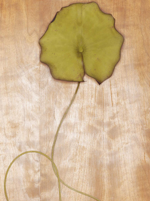 无人,竖图,室内,特写,白天,正面,叶子,一片,枯萎,枯叶,落叶,摄影,影棚,死亡,腐烂,腐败,腐臭,腐朽,枯败,叶,叶片,彩图,影棚拍摄,拍摄