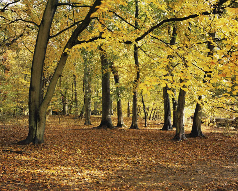 无人,横图,室外,白天,正面,旅游,度假,美景,森林,树林,植物,叶子,英国,欧洲,景观,枯叶,落叶,娱乐,英格兰,树,树木,绿色,自然,享受,休闲,景色,放松,生长,成长,西欧,自然风光,大不列颠,大不列颠及北爱尔兰联合王国,大不列颠联合王国,日不落英帝国,英吉利,赫特福德郡,叶,叶片,彩图