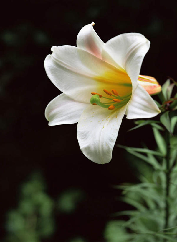 无人,竖图,室外,特写,白天,正面,旅游,度假,花海,花圃,美景,植物,叶子,盛开,景观,花蕾,娱乐,花,花瓣,花朵,花卉,鲜花,一朵,绿色,白色,自然,花丛,花束,花田,花苞,花蕊,享受,休闲,景色,放松,自然风光,白鹤花,白玉簪,玉春棒,玉簪花,宽和,恬静,彩图