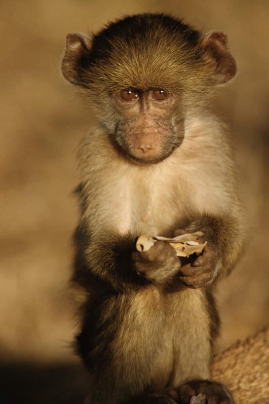 无人,坐,竖图,室外,特写,白天,正面,旅游,度假,美景,植物,哺乳动物,猴,野生动物,猴子,非洲,枯萎,朦胧,模糊,景观,枯草,注视,娱乐,草,一只,黄色,自然,动物,观察,看,享受,休闲,景色,放松,可爱,活泼,观看,察看,关注,自然风光,长尾猴,阿非利加洲,坐着,半身,彩图