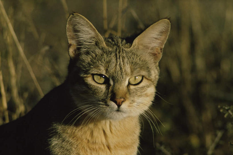 无人,站,横图,室外,特写,白天,正面,旅游,度假,草地,草坪,美景,植物,猫,野生动物,非洲,阴影,朦胧,模糊,光线,影子,景观,注视,娱乐,草,一只,绿色,阳光,自然,动物,观察,看,站着,享受,休闲,景色,放松,观看,察看,关注,自然风光,野猫,凶猛,阿非利加洲,斑猫,草原斑猫,残暴,凶残,站立,半身,彩图