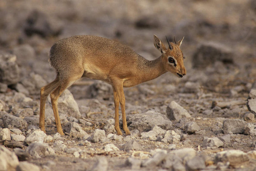 无人,站,横图,室外,白天,侧面,旅游,度假,石头,美景,野生动物,羊,非洲,羚羊,石子,景观,注视,娱乐,一只,自然,动物,观察,看,站着,享受,休闲,景色,放松,可爱,活泼,观看,察看,关注,自然风光,瞪羚,沉积岩,阿非利加洲,小羚羊,水成岩,石块,岩石,站立,彩图,全身