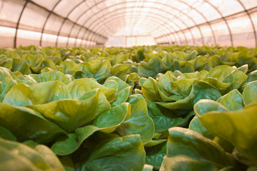 无人,菜园,横图,室内,白天,正面,农作物,美景,田园,蔬菜,一排,许多,丰富,丰收,新鲜,整齐,暖棚,景观,莴苣,莴笋,食品,丰盛,食物,排列,自然,景色,有机食品,绿色食品,队列,自然风光,菜棚,田庄,香笋,千金菜,丰登,丰硕,彩图