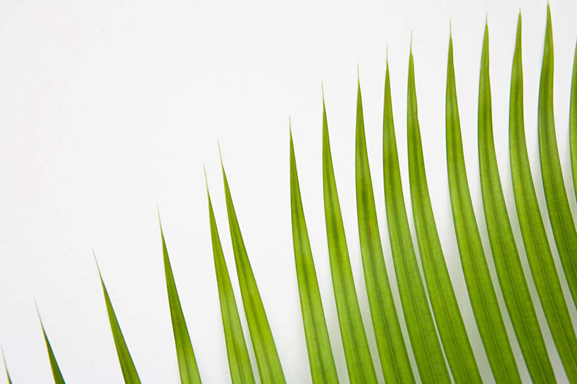 无人,横图,室外,特写,白天,仰视,旅游,度假,美景,植物,棕榈树,叶子,印度,亚洲,阴影,朦胧,模糊,反射,纹路,纹理,影子,景观,绿叶,娱乐,树,树木,绿色,天空,自然,天,享受,休闲,嫩叶,景色,放松,生长,晴朗,成长,自然风光,南亚,棕榈叶,万里无云,喀拉拉邦,肌理,印度共和国,喀拉拉,叶,叶片,晴空,晴空万里,彩图,低角度拍摄