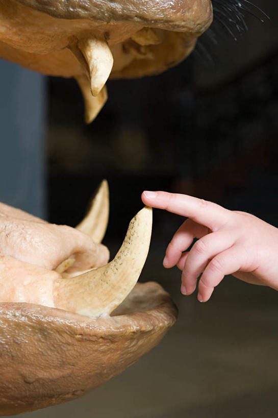 西方人,儿童,手,一个人,博物馆,摸,竖图,室内,特写,白天,正面,纯洁,野生动物,欧洲,欧洲人,仅一个男性,仅一个人,抚摸,研究,教育,小孩,动物,仅一个小孩,手部,可爱,童年,童趣,展览,单手,欣赏,凶猛,陈列,童真,烂漫,无邪,典藏,残暴,天真,凶残,男孩,男人,男性,白种人,孩子,犀牛,触摸,接触,半身,彩图,男生