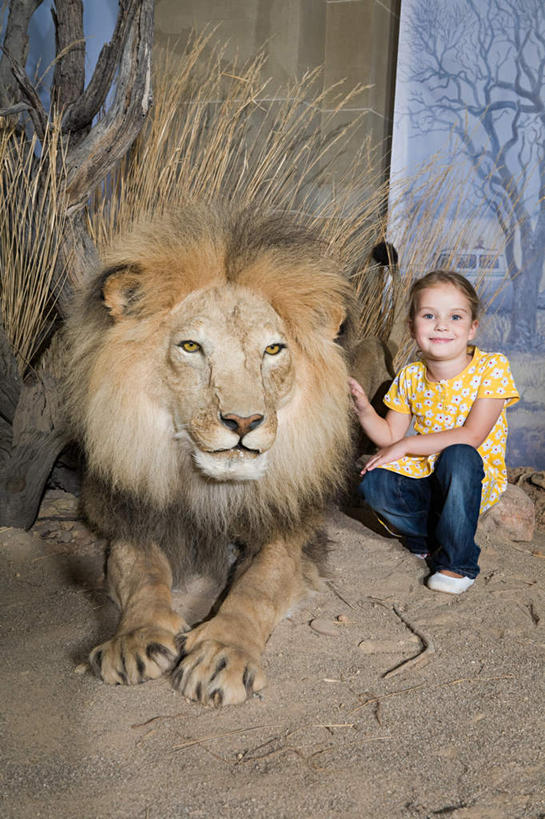 西方人,儿童,一个人,博物馆,蹲,笑,摸,微笑,露齿笑,竖图,室内,白天,正面,纯洁,哺乳动物,野生动物,狮子,欧洲,欧洲人,仅一个女性,仅一个人,抚摸,服装,裤子,研究,树桩,教育,注视,牛仔裤,休闲装,树,树干,小孩,衣服,动物,观察,看,仅一个小孩,休闲,休闲服,木桩,可爱,童年,童趣,服饰,观看,展览,察看,关注,欣赏,凶猛,陈列,童真,烂漫,无邪,典藏,残暴,天真,凶残,女孩,女人,女性,白种人,孩子,触摸,蹲着,接触,彩图,全身,女生