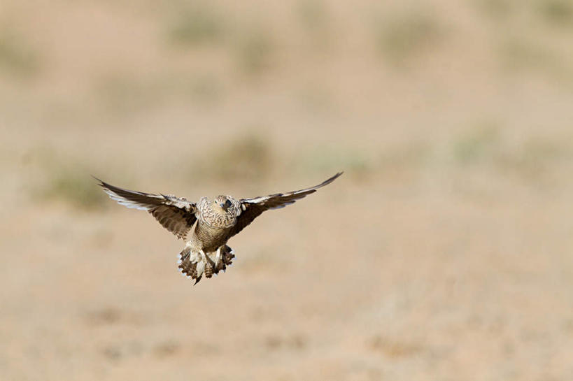 无人,横图,室外,白天,正面,旅游,度假,草地,美景,沙漠,植物,鸟,非洲,飞翔,伸展,张开,展翅,朦胧,模糊,飞行,翅膀,鸟类,景观,翱翔,注视,娱乐,飞舞,草,一只,绿色,自然,观察,看,享受,休闲,景色,放松,观看,察看,关注,自然风光,张开翅膀,阿非利加洲,遨游,漫游,沙鸡,展开翅膀,大漠,砂漠,彩图,全身,纳马夸沙鸡