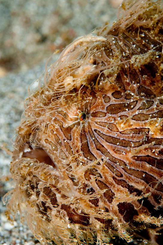 头,无人,竖图,室外,特写,白天,侧面,海底,水下,海浪,海洋,美景,印度尼西亚,印尼,亚洲,阴影,朦胧,模糊,光线,影子,景观,浪花,水底,一只,阳光,自然,海水,景色,海底世界,东南亚,自然风光,海景,印度尼西亚共和国,安康鱼,老头鱼,结巴鱼,丑婆,鮟鱇,鮟鱇鱼,哈蟆鱼,海哈蟆,琵琶鱼,头部,大海,风浪,海,海床,海水的波动,近岸浪,涌浪,娃娃鱼,半身,彩图,带纹躄鱼,条纹躄鱼,五脚虎