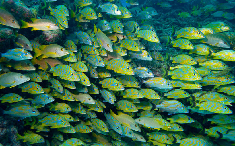 游泳,无人,横图,室外,白天,侧面,海底,水下,海浪,海洋,美景,美国,许多,阴影,光线,鱼,影子,景观,浪花,水底,注视,鱼类,海洋生物,阳光,自然,海水,观察,看,景色,海底世界,观看,察看,北美,北美洲,关注,自然风光,水生动物,美洲,水生物,海景,海底动物,佛罗里达,佛罗里达州,佛州,阳光州,北亚美利加洲,亚美利加洲,泅水,拍浮,佛罗里达半岛,大海,风浪,海,海床,海水的波动,近岸浪,涌浪,半身,彩图,佛罗里达群岛