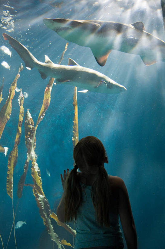 西方人,儿童,一个人,站,举,摸,竖图,室内,白天,纯洁,海底,水下,水,窗户,落地窗,橱窗,鲨鱼,野生动物,欧洲,欧洲人,仅一个女性,仅一个人,两条,表演,撑,抚摸,鱼,液体,水滴,水底,背光,鱼类,玻璃窗,水族馆,小孩,背面,动物,托,站着,仅一个小孩,展示,海藻,可爱,童年,童趣,海底世界,展览,海草,好奇,撑着,饲养,凶猛,逆光,童真,烂漫,无邪,收集,玻璃橱窗,极地海洋世界,残暴,天真,凶残,女孩,女人,女性,白种人,孩子,海床,沙鱼,触摸,接触,举起,举手,举着,向上举,向上伸,向上托,站立,半身,彩图,女生