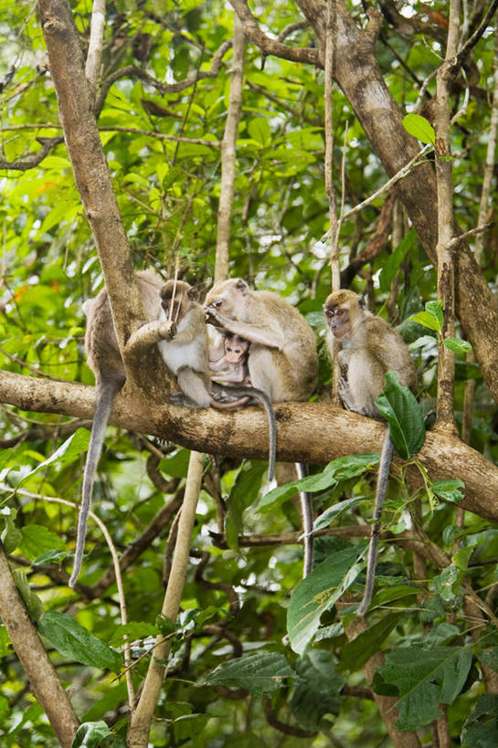 无人,坐,竖图,室外,特写,白天,仰视,旅游,度假,美景,树林,植物,哺乳动物,猴,野生动物,猴子,马来西亚,亚洲,四只,朦胧,模糊,景观,枝条,注视,娱乐,树,树木,树枝,绿色,自然,动物,观察,看,享受,休闲,景色,放松,可爱,东南亚,活泼,生长,成长,观看,察看,关注,自然风光,长尾猴,婆罗洲,加里曼丹岛,婆罗洲岛,虬枝,枝杈,马来西亚联邦,坐着,彩图,低角度拍摄,全身