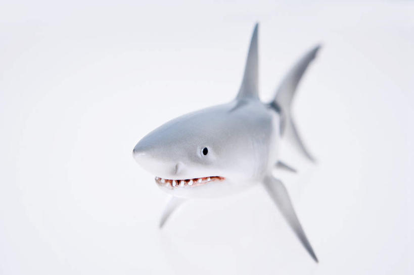 无人,横图,室内,特写,白天,白色背景,正面,游戏,鲨鱼,野生动物,静物,玩具,阴影,反射,影子,玩,娱乐,一只,动物,休闲,益智,摄影,影棚,活动,发泄,消遣,智力,凶猛,宣泄,残暴,凶残,沙鱼,玩耍,嬉戏,彩图,全身,影棚拍摄,拍摄