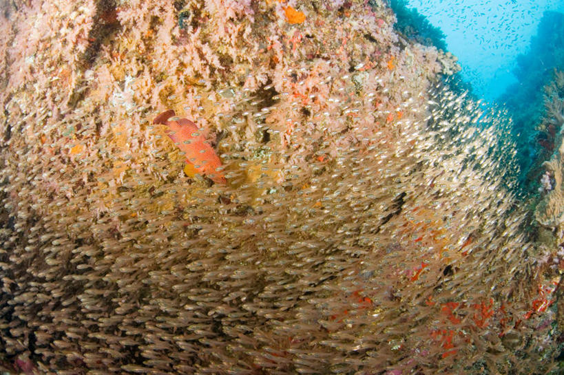 游泳,无人,横图,室外,白天,正面,旅游,度假,海底,水下,海浪,海洋,美景,泰国,亚洲,许多,阴影,光线,鱼,影子,景观,浪花,水底,娱乐,鱼类,普吉岛,海洋生物,无脊椎动物,阳光,自然,海水,享受,休闲,景色,放松,海底世界,东南亚,腔肠动物,自然风光,水生动物,水生物,海景,海底动物,泰王国,泅水,普吉,珊瑚虫,拍浮,大海,风浪,海,海床,海水的波动,近岸浪,涌浪,半身,彩图,斯米兰群岛