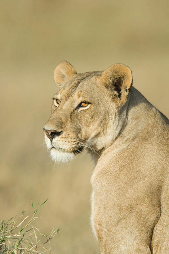 无人,公园,坐,竖图,室外,特写,白天,侧面,旅游,度假,美景,植物,哺乳动物,野生动物,狮子,非洲,坦桑尼亚,枯萎,朦胧,模糊,景观,枯草,扭头,注视,娱乐,草,一只,黄色,自然,动物,观察,看,转头,享受,休闲,景色,放松,观看,察看,国家公园,关注,自然风光,凶猛,东非,塞伦盖蒂国家公园,坦桑尼亚联合共和国,残暴,凶残,坐着,半身,彩图