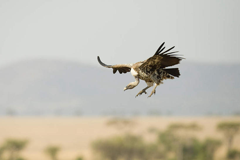 无人,公园,横图,室外,白天,正面,旅游,度假,草地,草坪,美景,植物,鸟,野生动物,非洲,坦桑尼亚,飞翔,伸展,张开,展翅,朦胧,模糊,飞行,翅膀,鸟类,秃鹫,景观,翱翔,注视,娱乐,飞,草,树,树木,一只,绿色,自然,动物,观察,看,享受,休闲,景色,放松,生长,成长,观看,察看,国家公园,关注,自然风光,凶猛,张开翅膀,东非,塞伦盖蒂国家公园,坦桑尼亚联合共和国,展开翅膀,残暴,凶残,座山雕,秃鹰,狗头鹫,彩图,全身