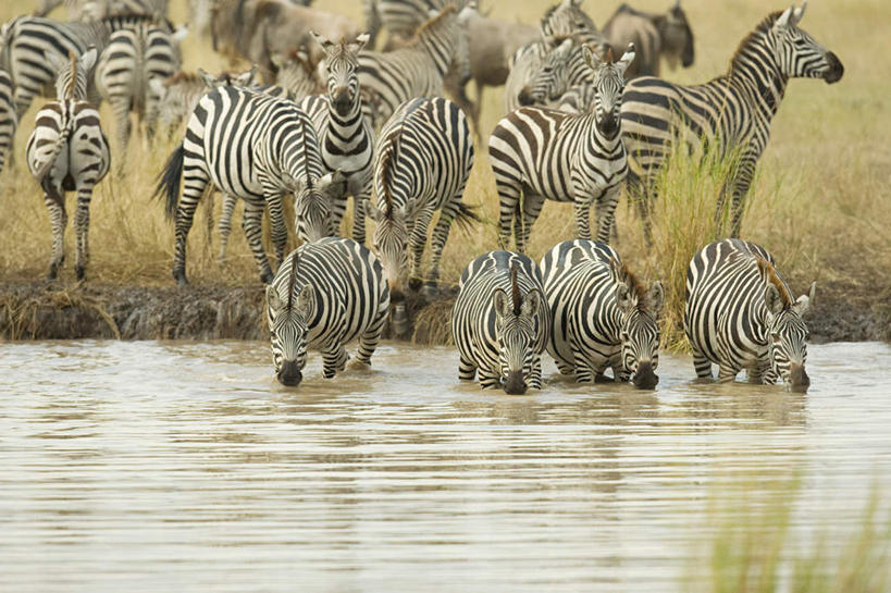 无人,公园,站,横图,室外,白天,正面,旅游,度假,湖,湖泊,美景,水,植物,斑马,马,野生动物,非洲,坦桑尼亚,一群,许多,波纹,枯萎,湖面,景观,水流,水面,枯草,涟漪,很多,注视,娱乐,草,黄色,倒影,水纹,自然,动物,波浪,湖水,观察,看,站着,享受,休闲,景色,放松,可爱,牲畜,活泼,观看,察看,倒映,国家公园,关注,自然风光,水晕,东非,塞伦盖蒂国家公园,坦桑尼亚联合共和国,反照,站立,半身,彩图