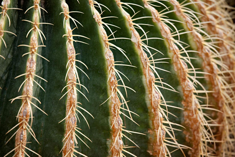 无人,横图,室外,特写,白天,正面,美景,植物,仙人掌,阴影,光线,火焰,影子,景观,草药,中药,绿色,阳光,自然,景色,自然风光,药材,中草药,中药材,本草,牛舌头,玉芙蓉,仙巴掌,火掌,霸王树,彩图
